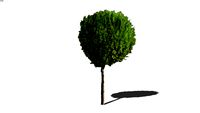 Juniperus chin 'Ontario Green' -std