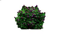 Syringa shrub