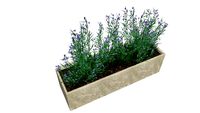 薰衣草 lavender