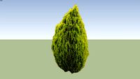 Biota orientalis - Thuja orientalis