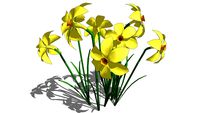 Нарциссы / Daffodils