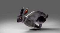 Fur Rabbit Gray V02 Rigged and Animation