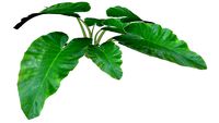 Cây trồng thảm