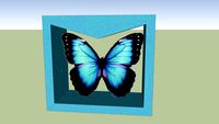 鳳蝶標本 蝴蝶標本 Butterfly specimens