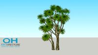 Cordyline australis - Cay phat tai nui