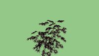 Acer palmatum
