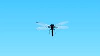 libellule - dragonfly