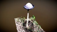 Coprinus comatus