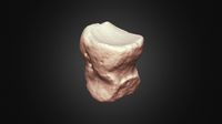 Woolly Rhino Phalange