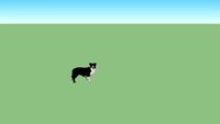 border collie