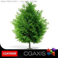 Maple Tree CGAXIS 08 3D Model