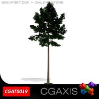 Scotch Pine Tree CGAXIS 19 3D Model
