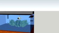 damsel fish breeding