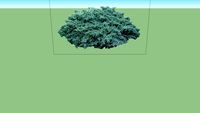Juniperus squamata 'Blue Star'