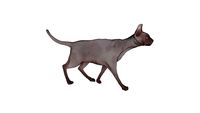 Chat nu / Sphynx