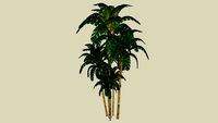 areca