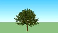 arbre chêne - tree oak