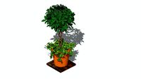 Ficus trançado