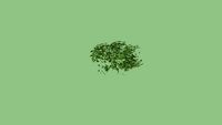 Textured Juniper