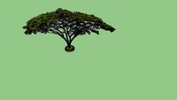 Arbol Saman