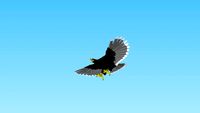 aigle - eagle
