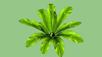 Asplenium nidus