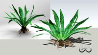 tổ phụng - Asplenium nidus