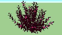 Mắt nai - Alternanthera dentata