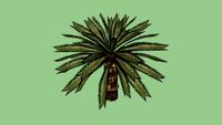 Sago Palm Tree