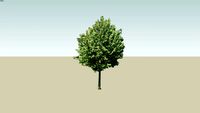 arbre tree bilborde