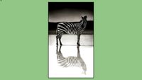 Cuadro Girafa Nick Brandt
