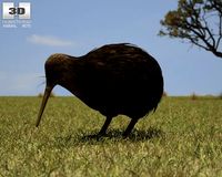 Kiwi Apteryx Australis 3D Model