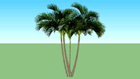 palmeira areca