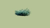 Festuca glauca - Blue grass - Kostrzewa sina