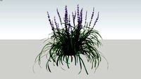 Liriope muscari 'Amethyst'