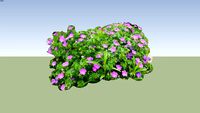 Geranium sanguineum