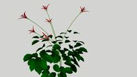 Aquilegia vulgaris