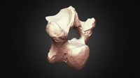 Woolly Rhino 7th Cervical Vertebra