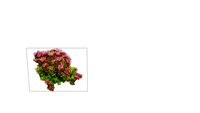 sedum roseum очиток едкий