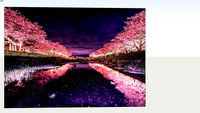 夜櫻 Yosakura 海報 poster