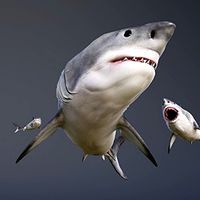 OCEAN LIFE: GREAT WHITE SHARK