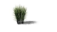 Miscanthus spring