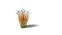 Miscanthus purpuracens