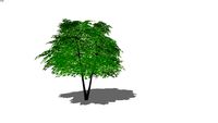 Acer palmatum