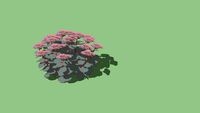 sedum matrona