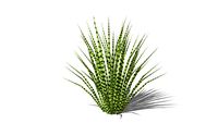 Miscanthus gold bar