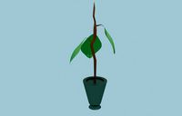 Plant in the pot