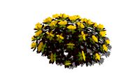 Euphorbia poly Bonfire