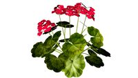 hoa Anh thảo - Primrose