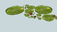 Súng nong nia - Victoria amazonica